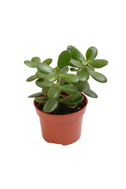 Zimmerpflanze Crassula in einem Topf isoliert auf weißem Hintergrund. Sukulente Pflanze mit dicken grünen Blättern. - Foto, Bild