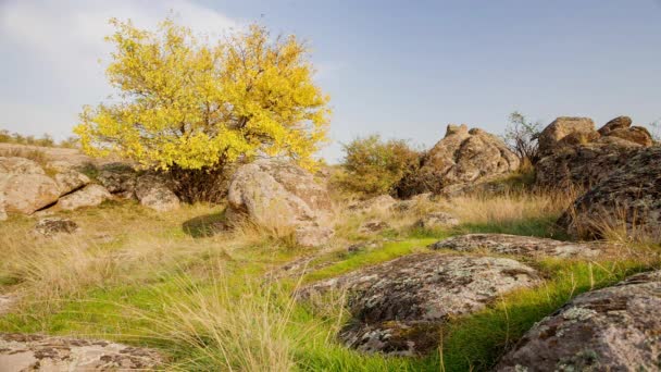 L'arbre est habillé en tenue d'automne. Canyon d'Aktovsiy, Ukraine. Arbres d'automne et grands blocs de pierre autour. Vidéo en direct - Séquence, vidéo