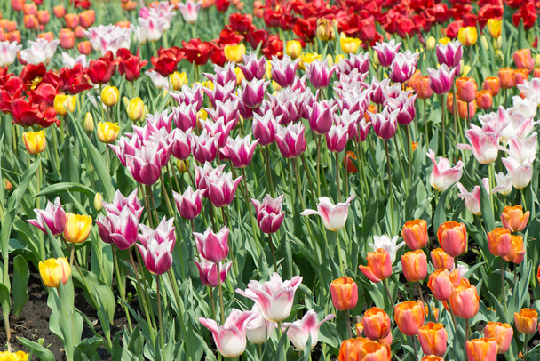 květy tulipánů - Fotografie, Obrázek