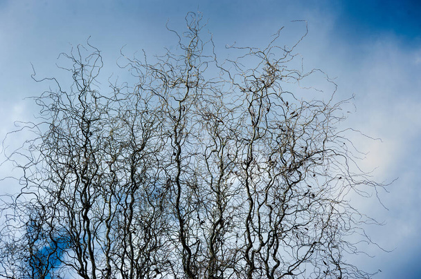 arbre nu bouclé avec des branches courbes contre le ciel bleu du printemps. Corylus Avellana Contorta - Photo, image