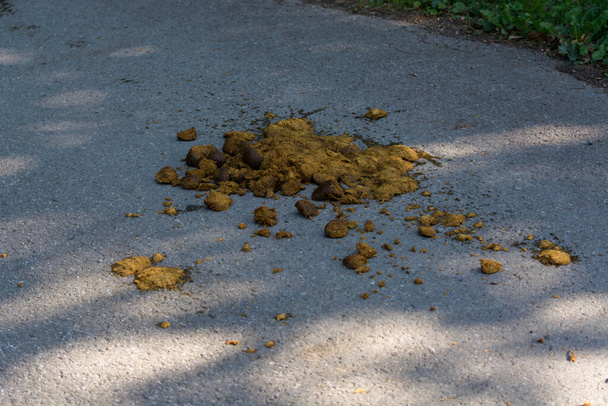 Horse manure, droppings or piles on one path - Photo, Image