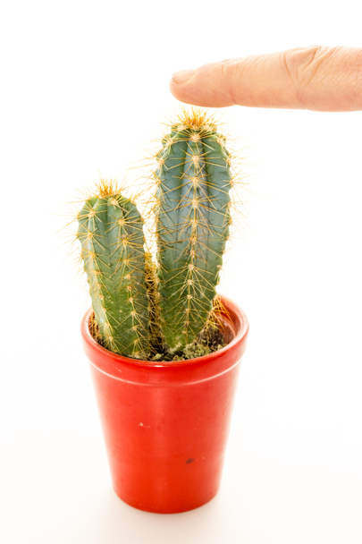 Cactus planta con espinas
 - Foto, Imagen