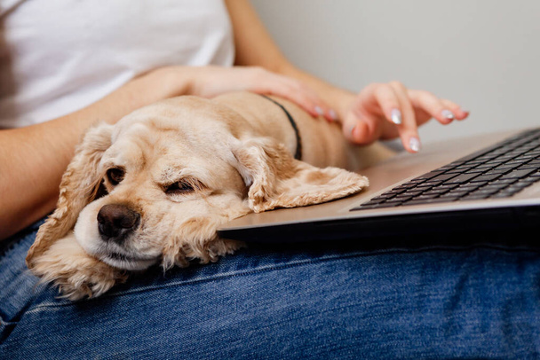 Section recadrée de jeune femme en utilisant un ordinateur portable avec chien mignon sur les jambes  - Photo, image