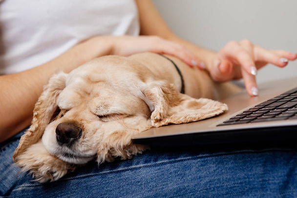 Cropped section of young woman using laptop with cute dog on legs  - Fotoğraf, Görsel