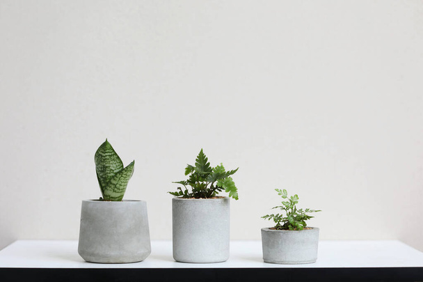 白い机と白い壁に灰色のセメント鍋の小さなかわいい植物 - 写真・画像