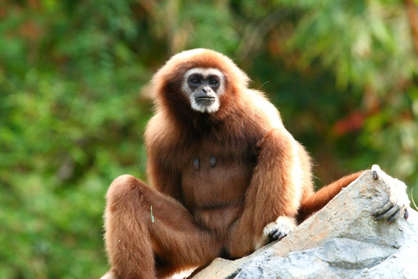 Gibbon ül a fán Chiangmai Thaiföld. - Fotó, kép