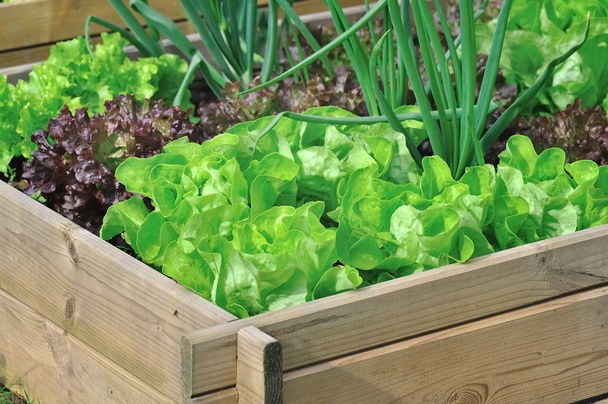 saláta zöldség javítás - Fotó, kép