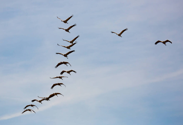 Large flock of cranes flying in sky - Fotoğraf, Görsel