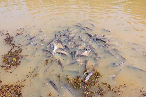 Iridescent shark, Striped catfish, Sutchi catfish Fish are eating crowd hungry - Photo, Image