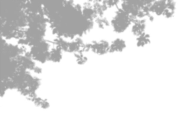 Vecteur Fond estival d'ombres végétales. Ombre des feuilles et des fleurs d'un pommier sur le mur blanc. Blanc et noir pour superposer une photo ou une maquette. - Vecteur, image