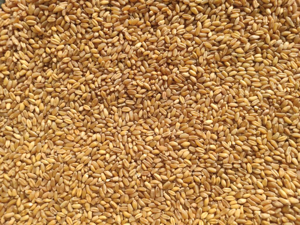 fondo de granos de trigo integral - Foto, Imagen