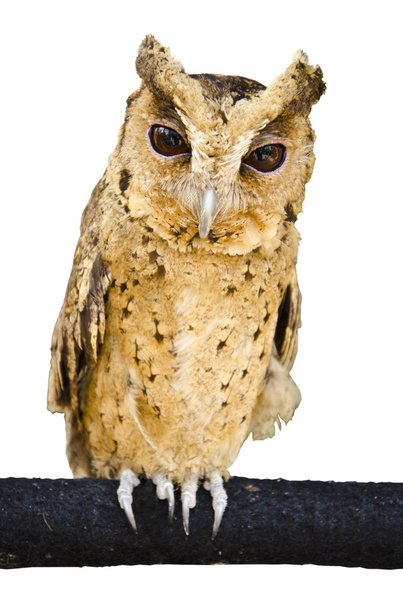Long eared Owl  - Fotografie, Obrázek