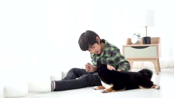 Shiba inu, usměj se. Chlapec cvičil svého psa, aby poslouchal rozkazy. Chlapec hrající si s Shiba Inu v ložnici.  - Záběry, video