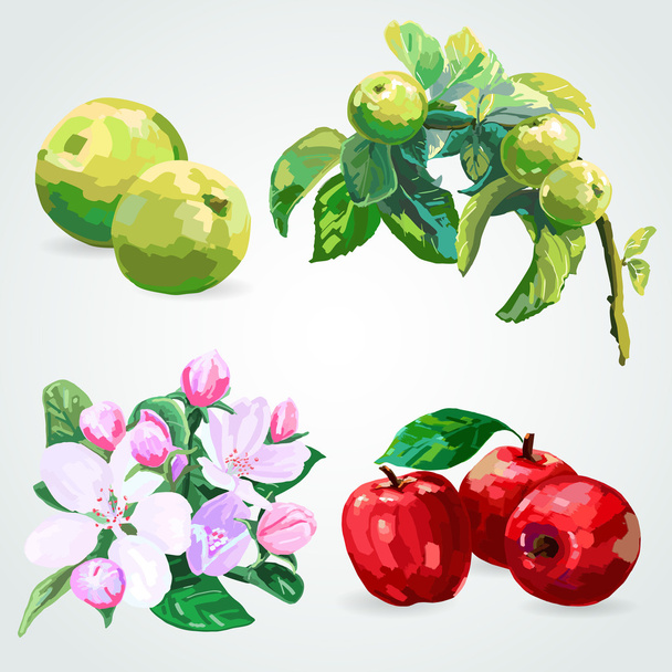 oddział z jabłek i jabłko kwiaty - Wektor, obraz