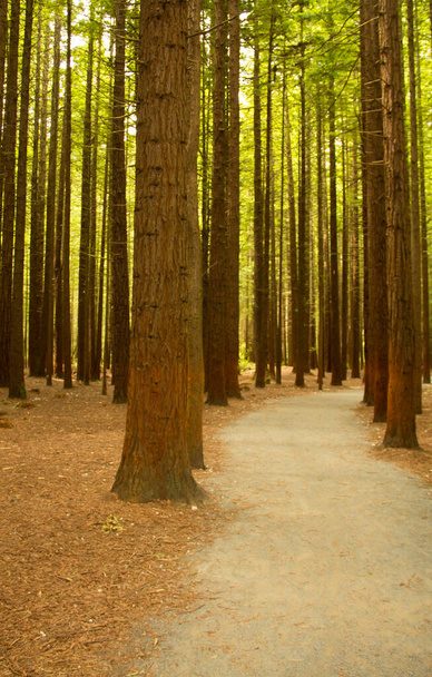 Ormanın içinde patikası olan Sequoia Ormanı. Rotorua Kuzey Adası 'nda (Yeni Zelanda) - Fotoğraf, Görsel