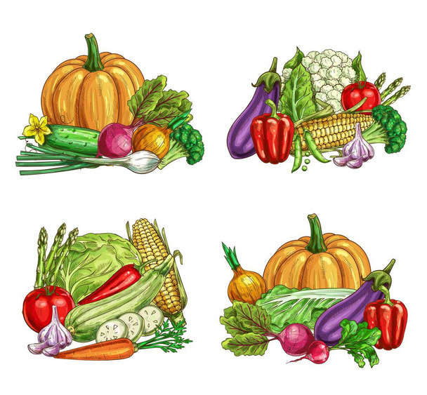 Verse boerderij groente vector schetsen van de tuin vegetarisch voedsel. Rijp tomaat, wortel, chili en paprika 's, broccoli, ui, knoflook en courgette, radijs, bloemkool, asperges, groene kool en napabool - Vector, afbeelding