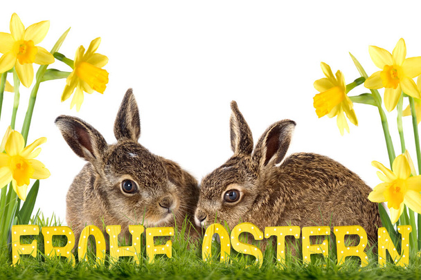 two easter bunny sitting between daffodils isolated on white background - Photo, Image