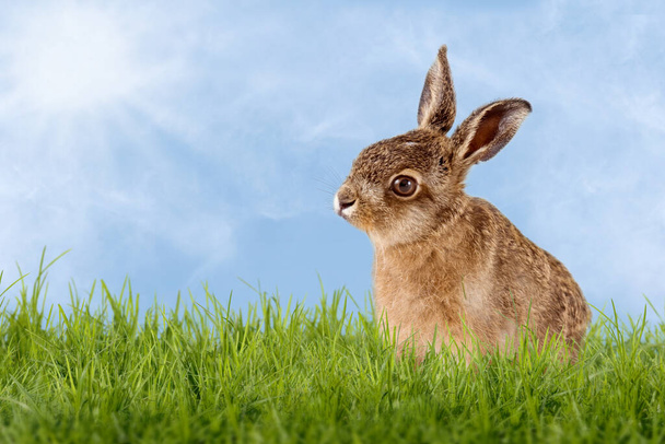Молодой заяц, пасхальный кролик сидит на зеленом лугу с голубым небом в качестве фона - Фото, изображение