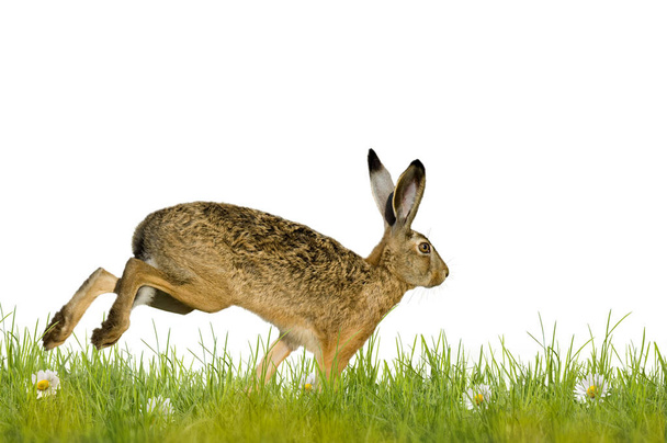 Conejo de Pascua conejo corriendo por el prado - Foto, Imagen