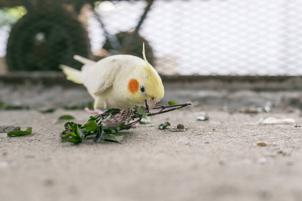 Sağlıklı, mutlu dişi papağan yemek yiyor. - Fotoğraf, Görsel