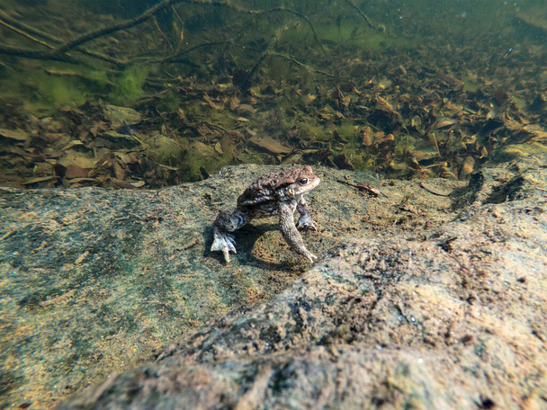 Common toad or European-toad, Bufo bufo in natural environment, floating on spring pond, showing his orange eyes - Czech Republic, Europe wildlife - Photo, Image