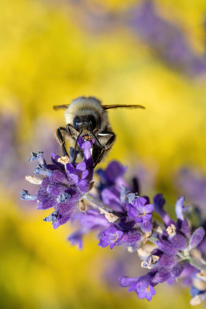 επιμελής μέλισσα ρουφάει νέκταρ λεβάντας στον κήπο άνοιξη, το καλοκαίρι έννοια, ρηχή εστίαση - Φωτογραφία, εικόνα