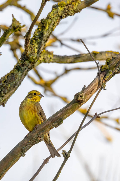 yellowhammer in spring, Emberiza citrinella, is a passerine bird in the bunting family that is native to Eurasia. Springtime in Czech Republic, Europe wildlife - Photo, Image