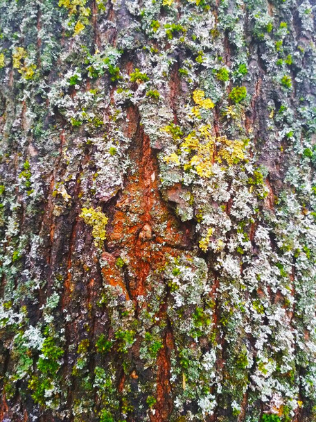 Πολύχρωμο φλοιό ενός δέντρου, φυσικό υπόβαθρο  - Φωτογραφία, εικόνα