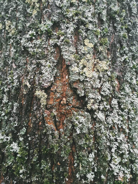 Barevná kůra stromu, přírodní pozadí  - Fotografie, Obrázek