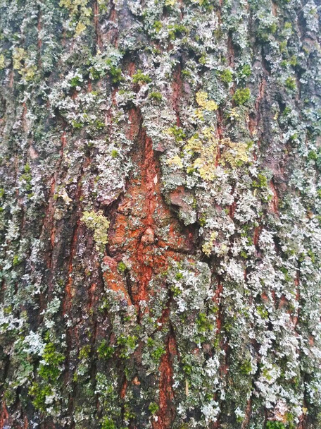Corteza colorida de un árbol, fondo natural  - Foto, imagen