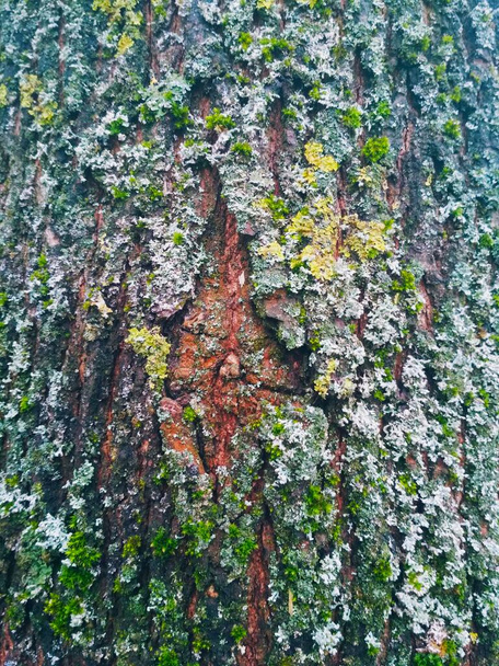 Corteccia variopinta di un albero, sfondo naturale  - Foto, immagini