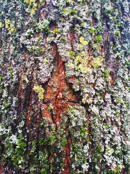 Värikäs puun kuori, luonnollinen tausta  - Valokuva, kuva