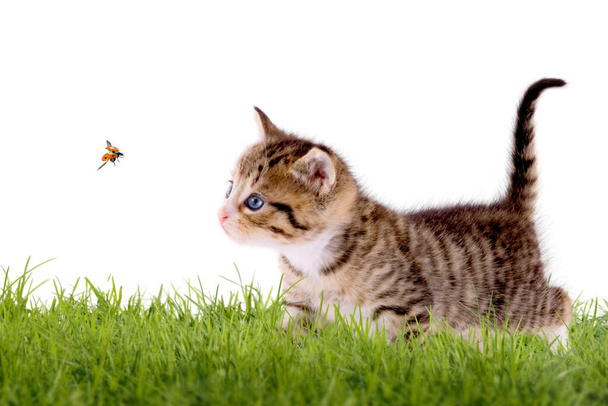 Young cat with ladybug on a green field, isolated on white background - Photo, Image