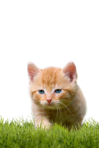 Młody kot na zielonym polu, odizolowany na białym tle - Zdjęcie, obraz