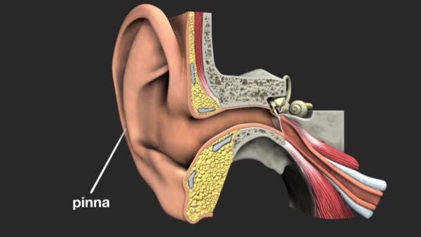 El oído es el órgano que detecta el sonido. No solo recibe sonido, sino que también ayuda en el equilibrio y la posición del cuerpo. El oído es parte del sistema auditivo. - Metraje, vídeo