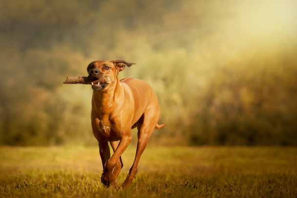 Rhodesian Ridgeback dog retrieves  - Photo, Image