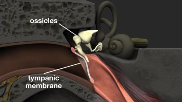 Het oor is het orgaan dat geluid detecteert. Het ontvangt niet alleen geluid, maar helpt ook in balans en lichaamshouding. Het oor maakt deel uit van het gehoorsysteem. - Video