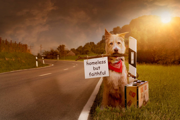 perro abandonado se sienta atado con la maleta en el borde de la carretera - Foto, Imagen