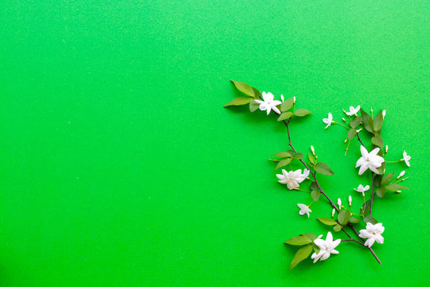 fiori bianchi gelsomino flora locale dell'Asia in primavera disposizione stagione piatto lay cartolina stile su sfondo verde - Foto, immagini