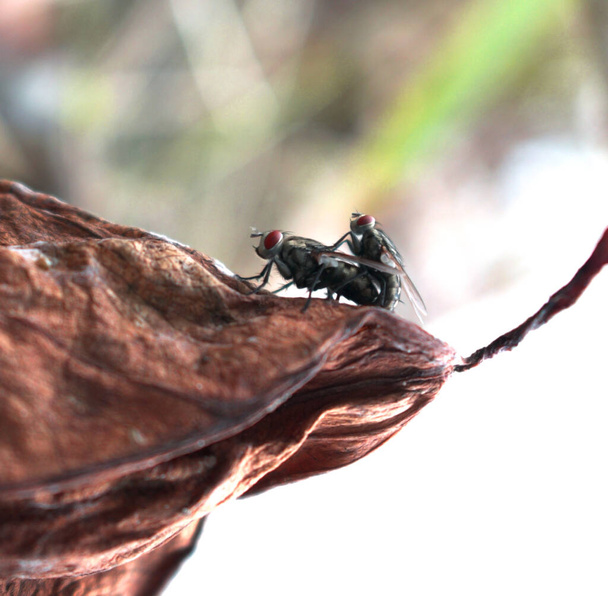 Дві червоні очі гігантські мухи спаровуються на сухому коричневому листі
 - Фото, зображення