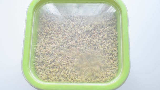 brotou trigo sarraceno verde no germinador. as sementes são ricas em vitaminas úteis, macro e microelementos. Culinária germinação de sementes, microgreening em casa - Filmagem, Vídeo