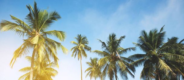 Coconut palm tree against blue sky and sunlight in summer - Photo, Image