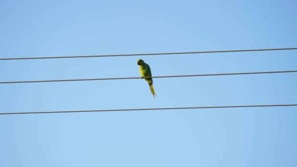 Ein grüner Papagei auf Draht und genießt die Natur. Schöner Vogel mit Waldnatur. - Filmmaterial, Video