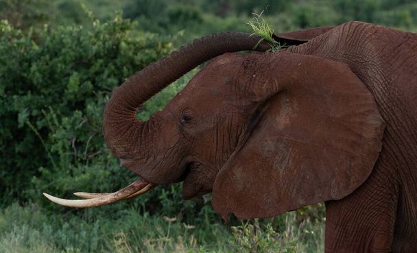 Afrikai elefánt arc közelről, Tsavo East National Park, Kenya - Fotó, kép