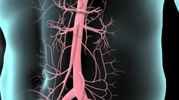 Nahaufnahme des Bauchbereichs eines menschlichen Männchens mit durchsichtiger Haut, die Lunge, Herz, Leber, Magen, Darm, Skelett und Herz-Kreislauf-System zeigt - Filmmaterial, Video