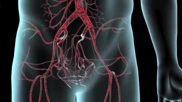 Nahaufnahme des Bauchbereichs eines menschlichen Männchens mit durchsichtiger Haut, die Lunge, Herz, Leber, Magen, Darm, Skelett und Herz-Kreislauf-System zeigt - Filmmaterial, Video