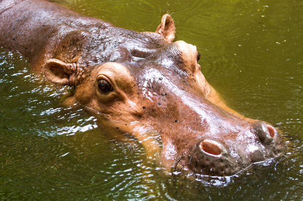 Бегемот плавает в чиангмае зоопарк Chiangmai Таиланд - Фото, изображение