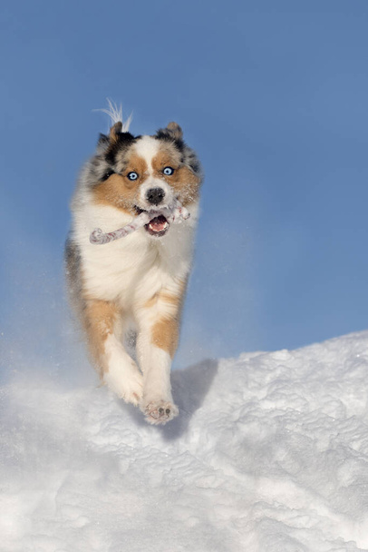 Собака, австралийская овчарка прыгает, бежит, бушуя от радости в снегу с солнцем и голубым небом. - Фото, изображение