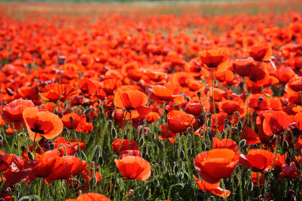 Beautiful red poppy flowers in springtime - Photo, Image