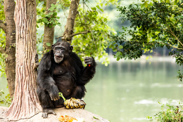 チェンマイ・ナイトサファリのチンパンジー｜チェンマイ・タイ - 写真・画像